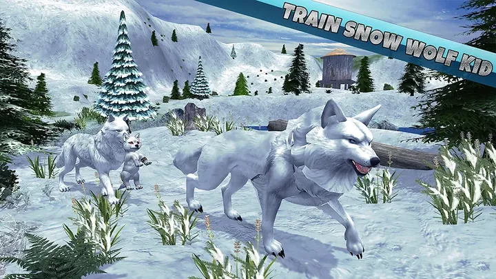 Two white wolves running across a snowy meadow between fir trees